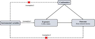 Association of coffee intake with bone mineral density: a Mendelian randomization study